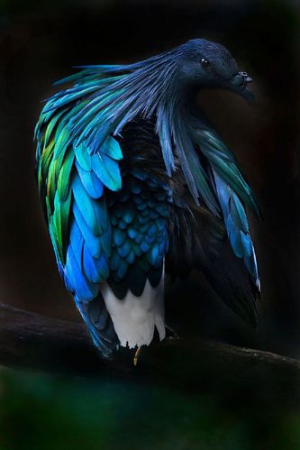 渡渡鸟 (dodo bird)