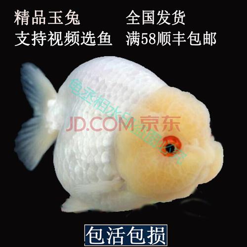 精品苗玉兔兰寿活体观赏小金鱼冷水鱼金鱼苗好养风水鱼包活 精选玉兔