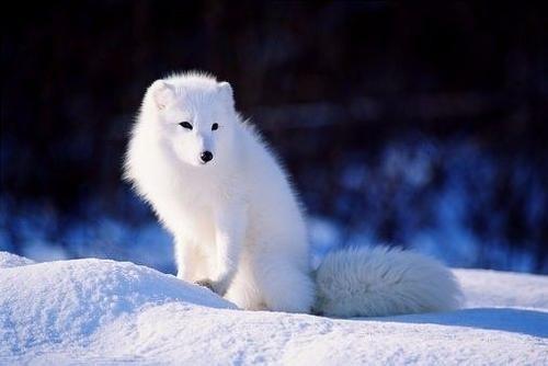 小狐狸可爱图鉴