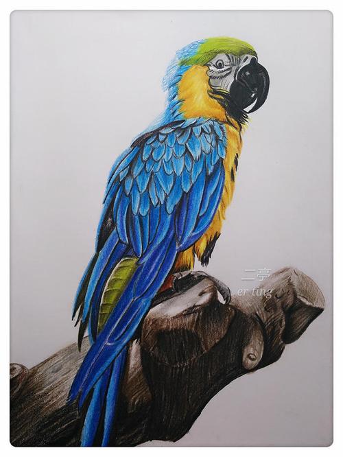 [有空画画]坚持画画第五十五张:彩铅鹦鹉