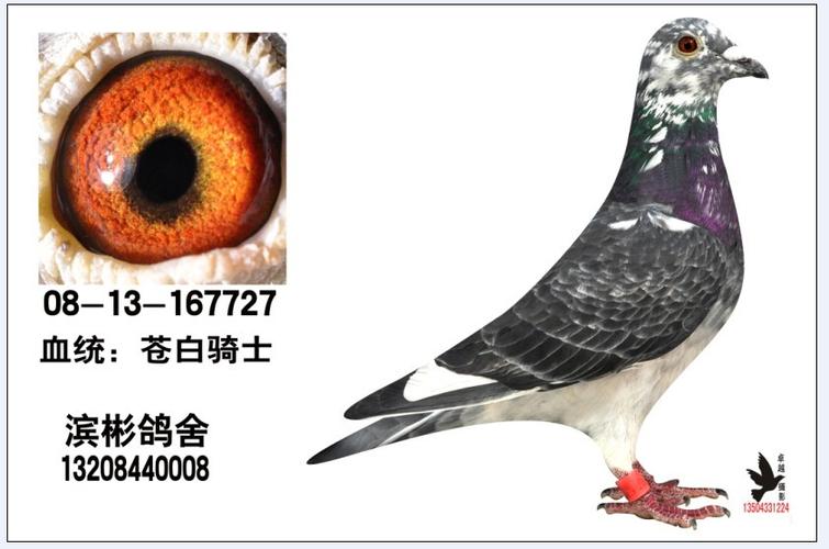 苍白骑士 - 滨彬鸽舍