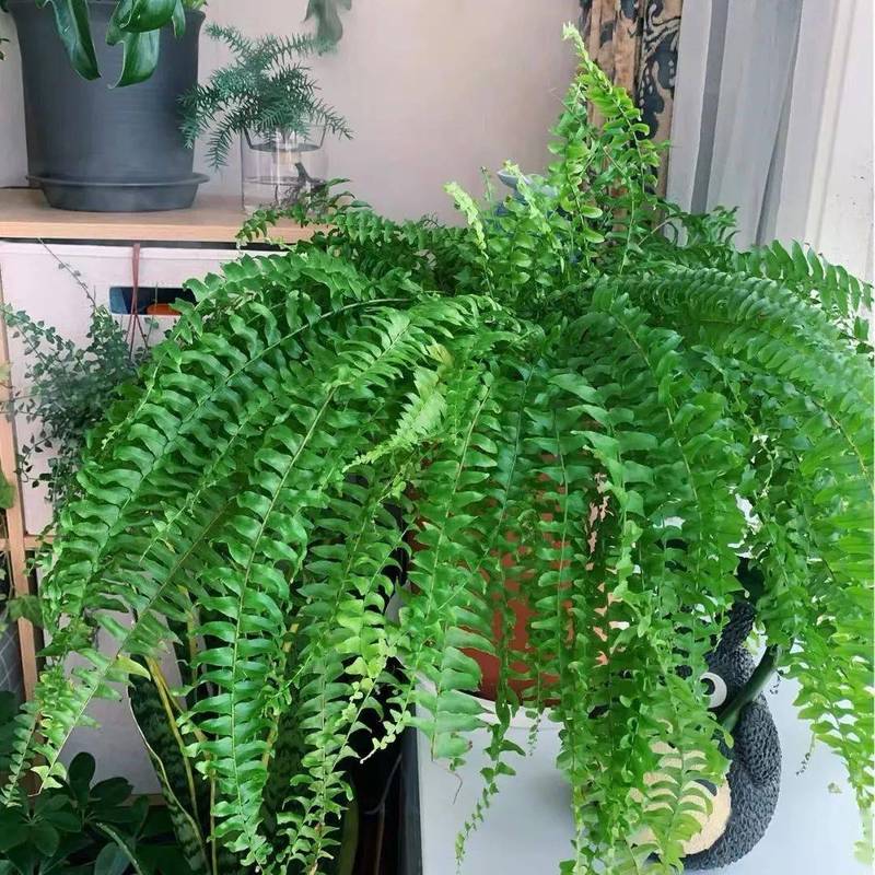 冬天在家盆波斯顿蕨,吸废气,除甲醛,耐阴又好养,清新又健康