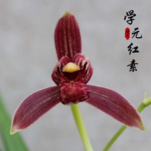 名贵兰花苗学元红素建兰四季兰新新款庭院绿色植物花卉