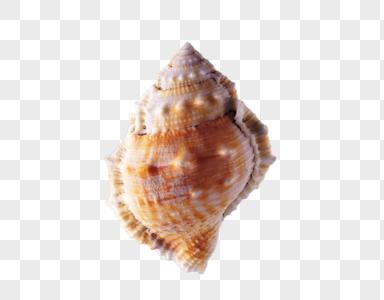 海螺贝壳高清图片
