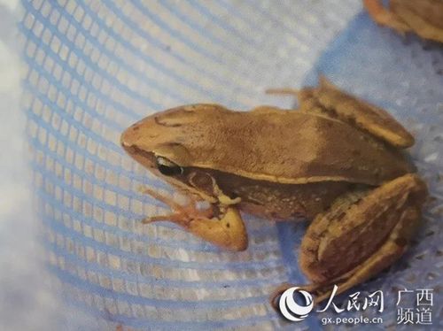 图为沼蛙,系广西壮族自治区重点保护野生动物.河池中院供图