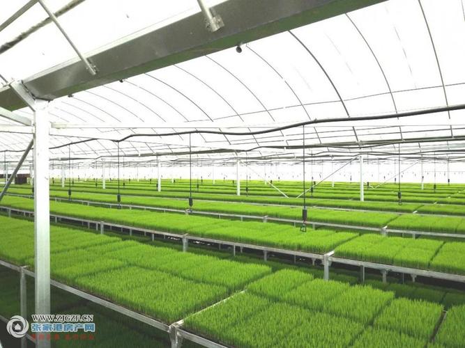 水稻工厂化育秧