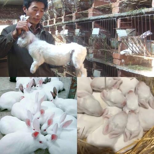 摸胎法鉴别母兔受孕