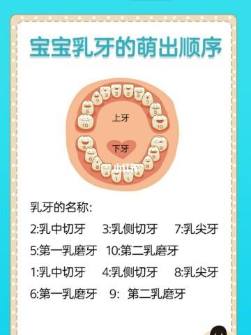 宝宝乳牙的生长顺序