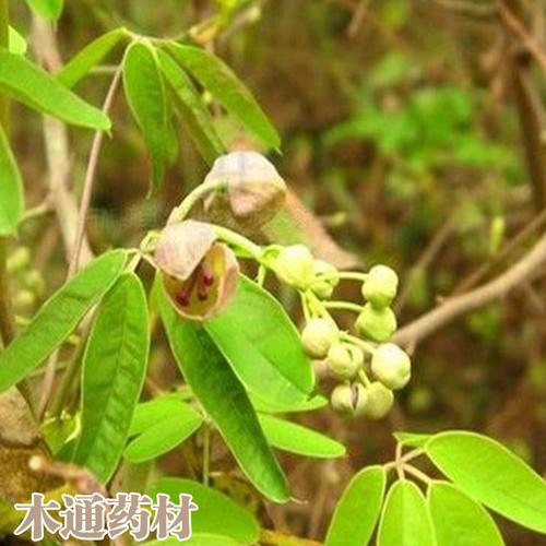 鑫燎三农山通草价格批发优质木通出售云南木通价格便宜厂家