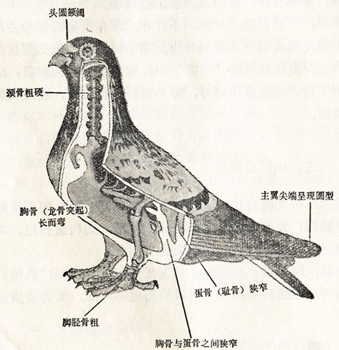 雌雄鸽子的鉴别