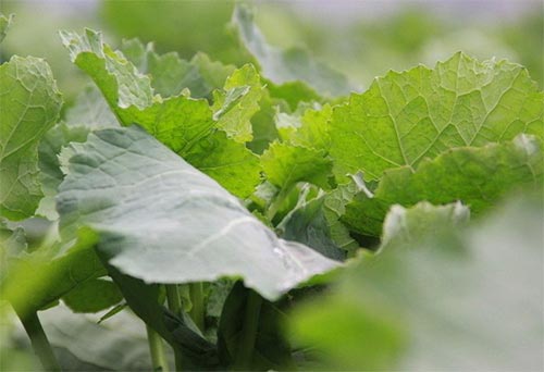 油菜叶片发红的原因及防治措施