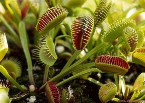 食人草会吃人吗和电影里直接吞人的食人草一样吗食人柳吃人真正视频