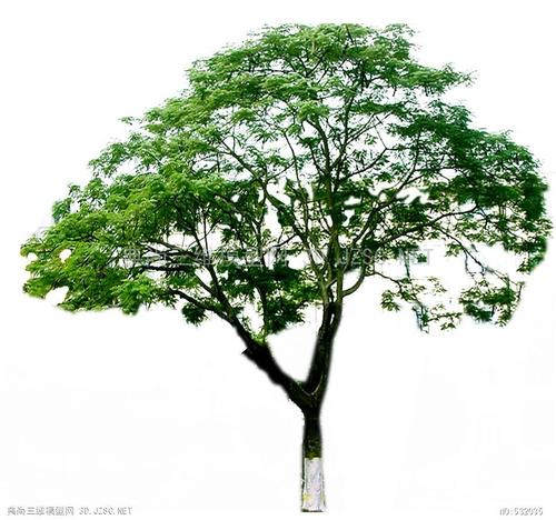 景观小品精su模型乔木09