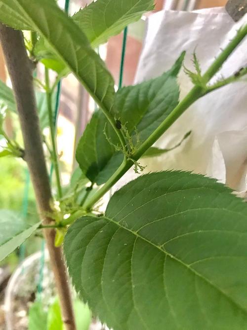 樱花树叶片上面的黑点是什么?图