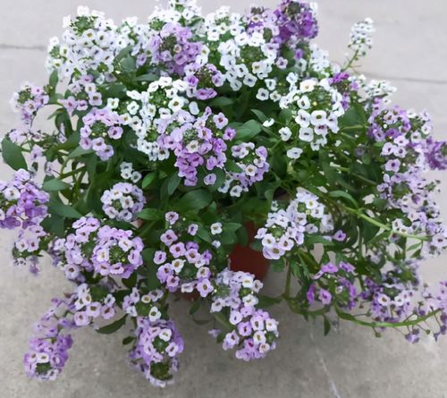 花卉|香雪球|金边瑞香_新浪新闻