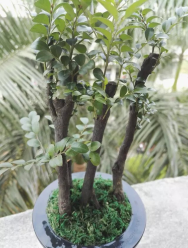 请问这是小叶紫檀吗还是黑骨茶? 求指教.