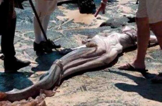 男童在海滩拍到美人鱼