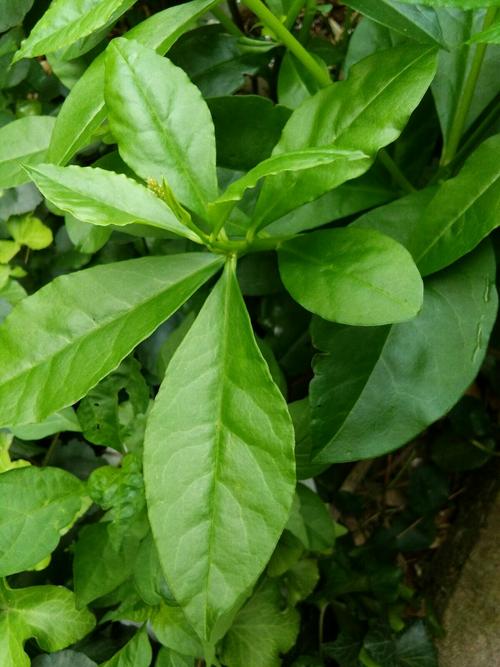 土人参―马齿苋科―叶互生,稍肉质,倒卵形,全缘;圆锥花序.