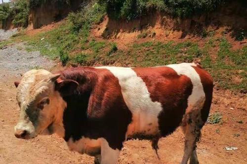 0/头 西门塔尔牛 贵州高山散养牛西门塔尔小公牛,小母牛,土杂交牛