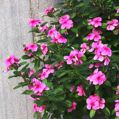 长春花盆栽带花日日春室外阳台植物花期长好养易活耐热耐晒包邮