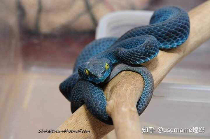 白唇竹叶青  t.albolabris