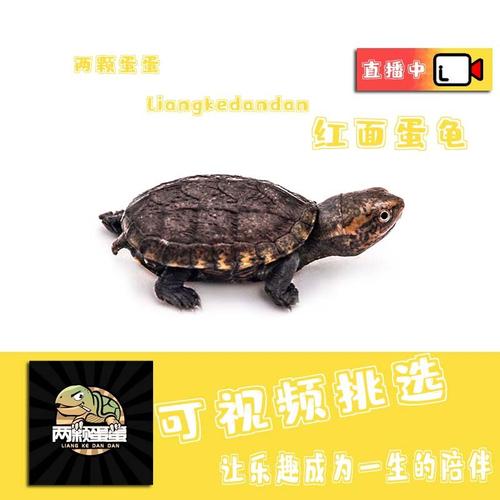 红面蛋龟苗活体深水龟可爱宠物龟抖音同款龟网红l小乌龟极品蛋龟