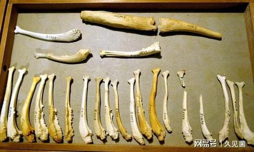 多数动物都有的丁丁骨具有延时作用却为何唯独人类没有