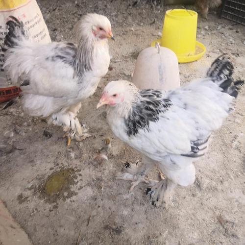 建锋的宠物梵天鸡价格-婆罗门鸡苗价格-种蛋厂家供应商