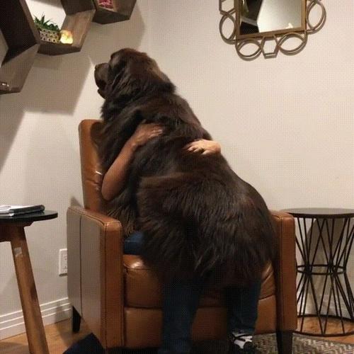 金毛不算大,真正大狗都在禁养犬里,很多人见都没见过