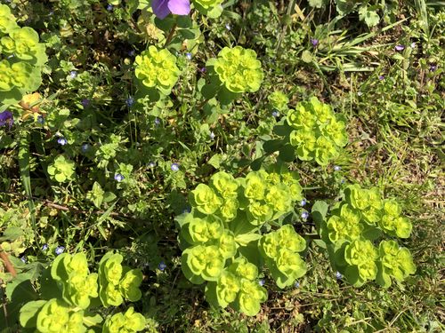 泽漆,别名:五朵云,五灯草,五风草,你可别小看它,它可是一种中药,有利