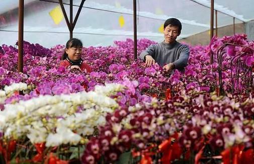 鑫龙腾花卉市场