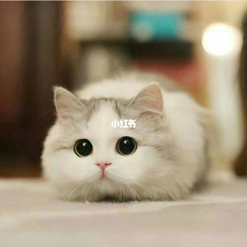 97治愈系头像7815可爱猫咪_头像_猫咪_治愈系_女生头像_头像