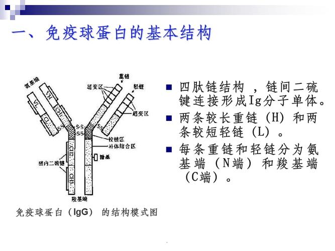 抗体的结构与功能