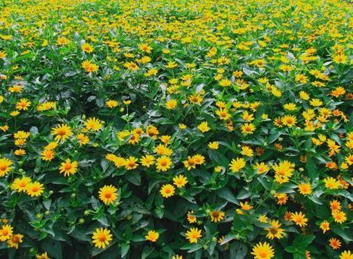 批发美国进口 日光菊种子 花卉种子 植物种子 观花种子 品种