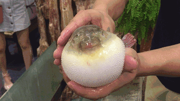 好消息!魔都首家河豚料理的海鲜加工餐厅空降陆家嘴!