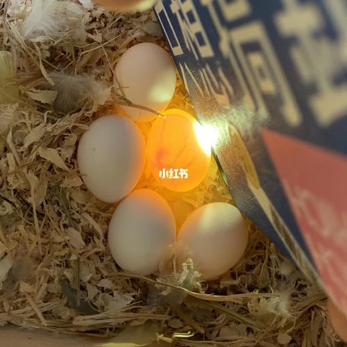 牡丹鹦鹉受精卵孵化99_鹦鹉_牡丹_牡丹鹦鹉_宠物