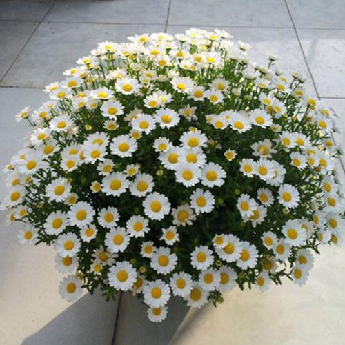大滨菊盆栽花苗 小雏菊阳台花园多年生观花耐寒植物 1