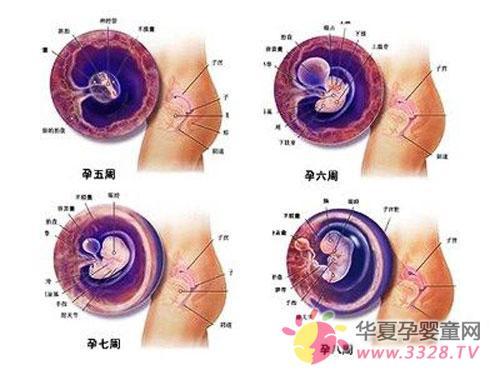 孕妈咪已经和胎儿共处两个月了,孕妈咪发生哪些变化?