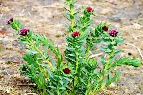 错把断肠草当金银花冲水喝夫妇俩命悬一线