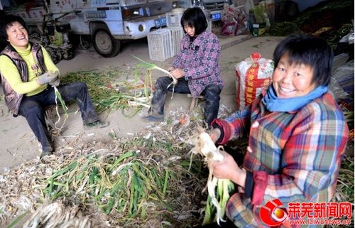 莱城区牛泉镇贺小庄村:家门口有了增收项目