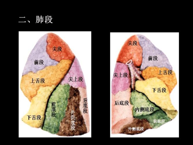 肺门和肺段断层解剖ct