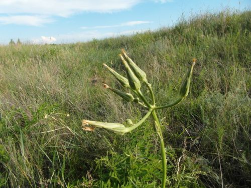 羊妈妈(围场记录图片2022)