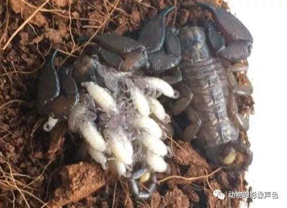世界上尾巴最短的蝎子,看起来就剩个头了