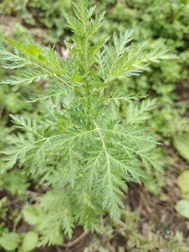 黄花蒿(苦凉蒿 青蒿),菊科,蒿属