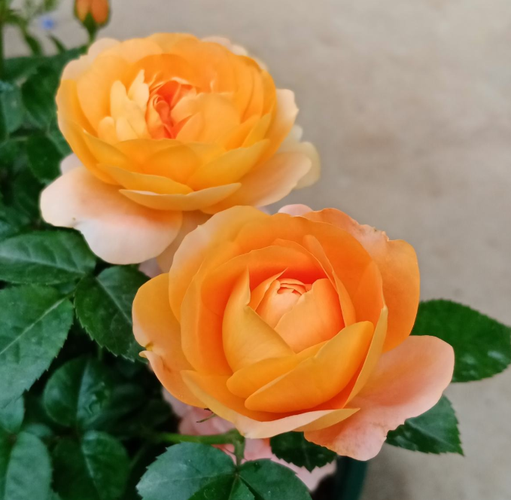 盘点最受欢迎的24种月季花,长得快,开花多,养了会上瘾!_腾讯新闻