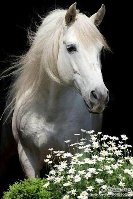 马有多少品种啊,白色的马国内有金金的毛发的白马吗