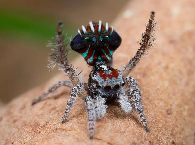 孔雀蜘蛛:进化出五彩斑斓的黑又怎样,还不得用生命撩妹