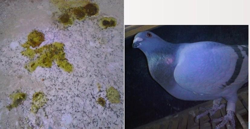 3天 感觉 粪便 还是没什么好转. 鸽子精神 还算挺好.挺有力.