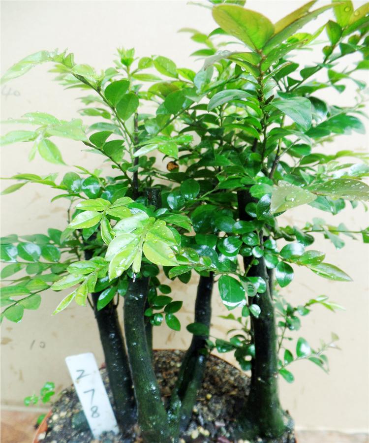 名贵小叶紫檀盆景植物室内紫檀树树桩盆栽