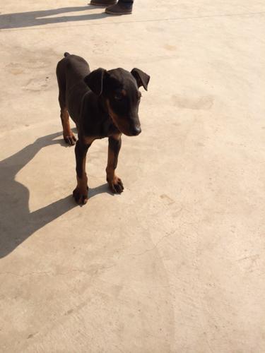 想问一下这是什么狗,没有尾巴的.